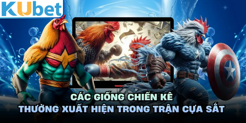 Các giống chiến kê thường xuất hiện trong trận cựa sắt