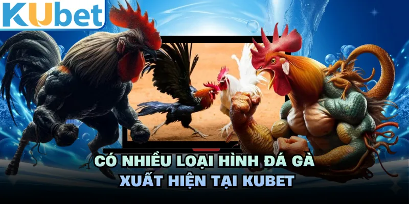 Có nhiều loại hình đá gà xuất hiện tại KUBET