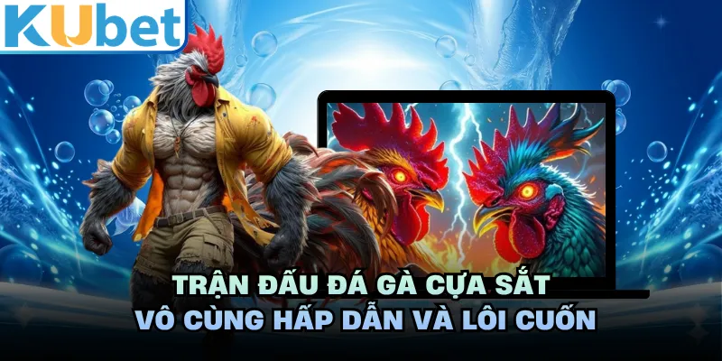 Trận đấu đá gà cựa sắt vô cùng hấp dẫn và lôi cuốn